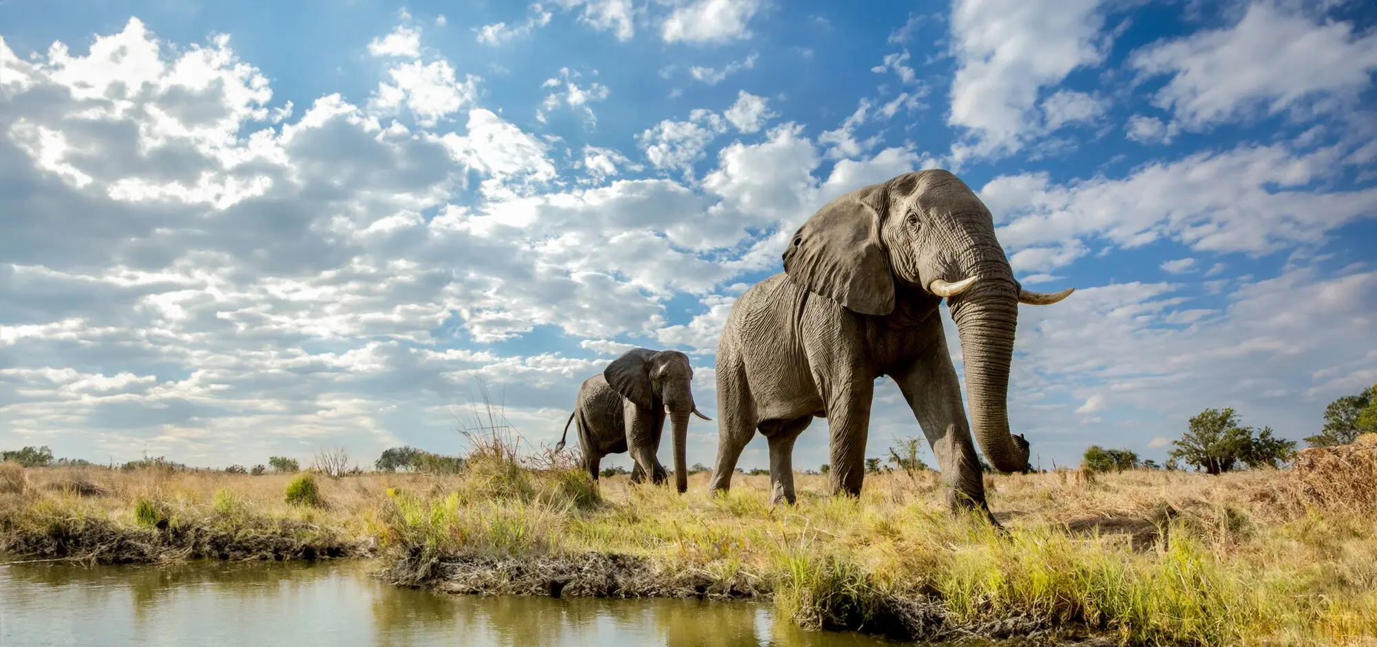 Iconic Africa