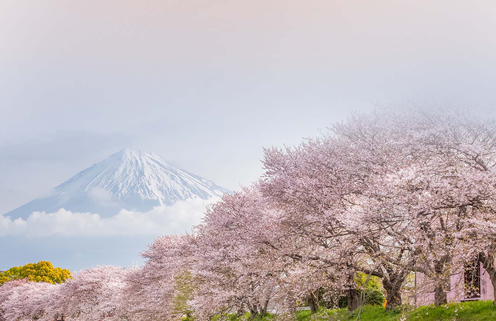 Grand Circle Japan with Fall Foliage